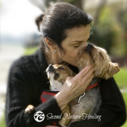 250 x 250 Dog Cancer protocol