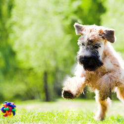 250 x 250 animal healing unleashed