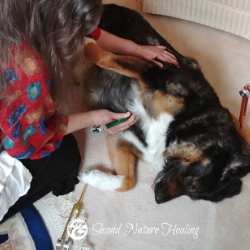 250 x 250 sound healing for animals Gracie