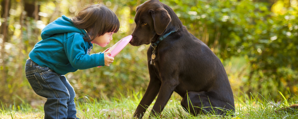 animal communication and animal healing