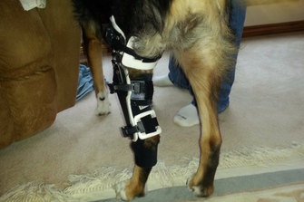 posh dog knee brace335