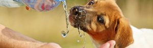 natural emergency care for pets